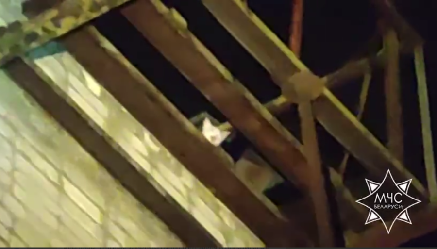 Бобруйские спасатели помогли котенку спуститься на землю