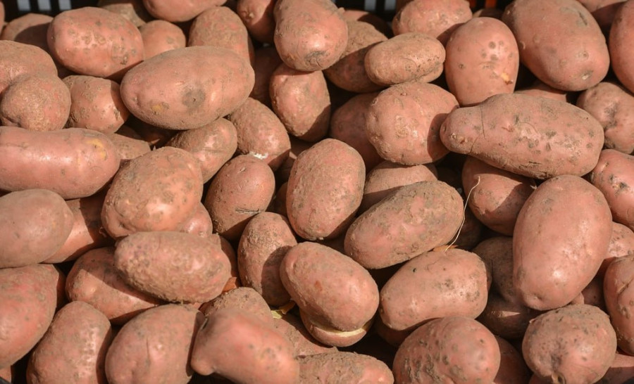В Беларуси изменили ГОСТ по картофелю: теперь в продаже не должно быть клубней размером менее 4,5 сантиметров