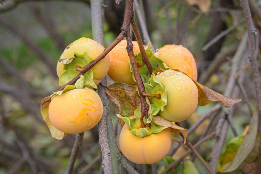 13.11.2025. Бобруйчанка Ирина Сакун вырастила хурму из косточки в условиях белорусского климата.