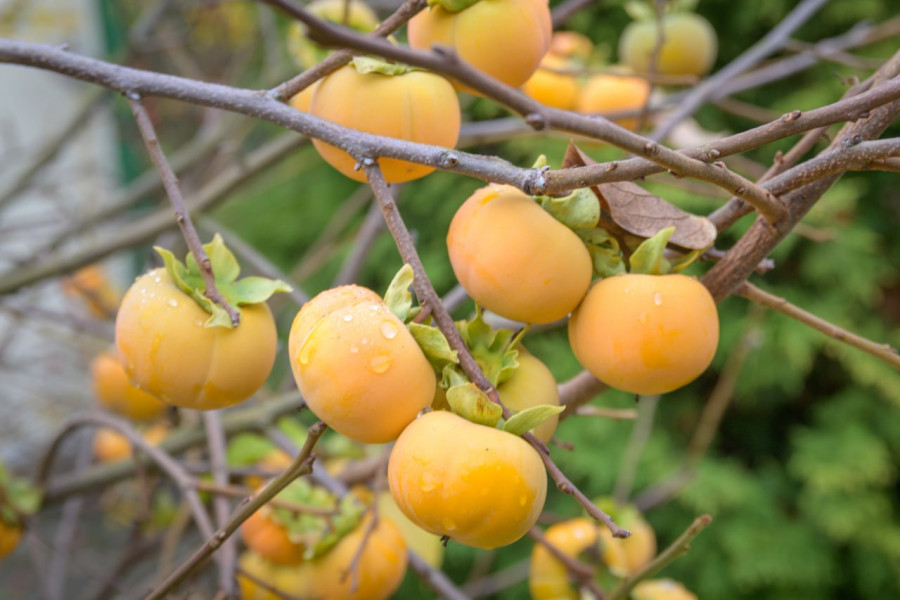 в ноябре у белоруски