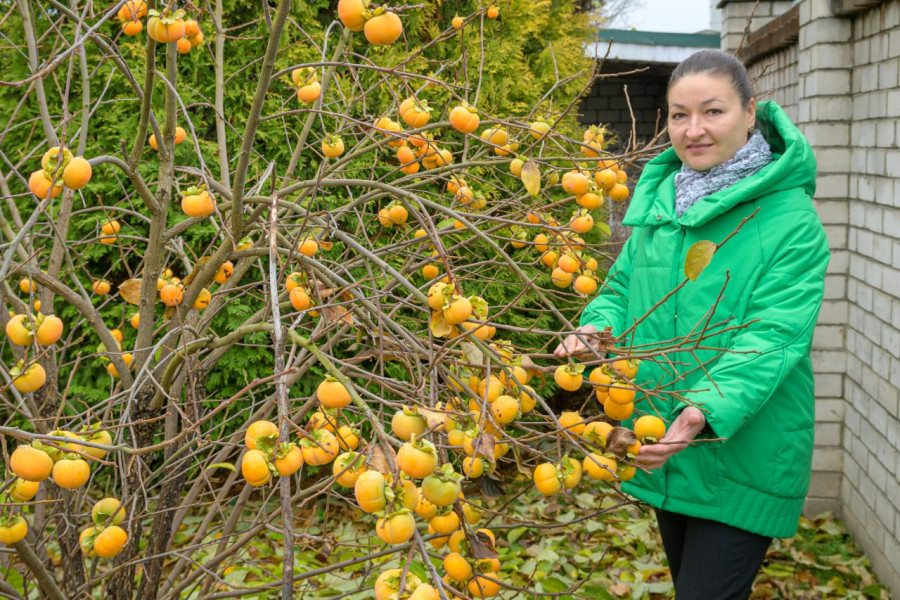 «Посадили косточки ради шутки». В ноябре у бобруйчанки плодоносит хурма