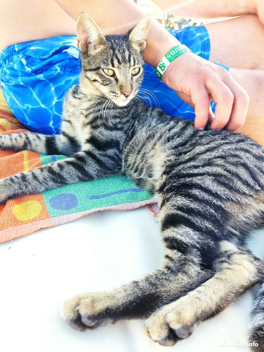 Октябрь 2025 г. Махмутлар, Турция. Тот самый кот, который обожает порядок