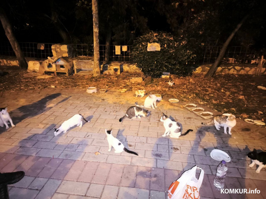 Октябрь 2025 г. Махмутлар, Турция