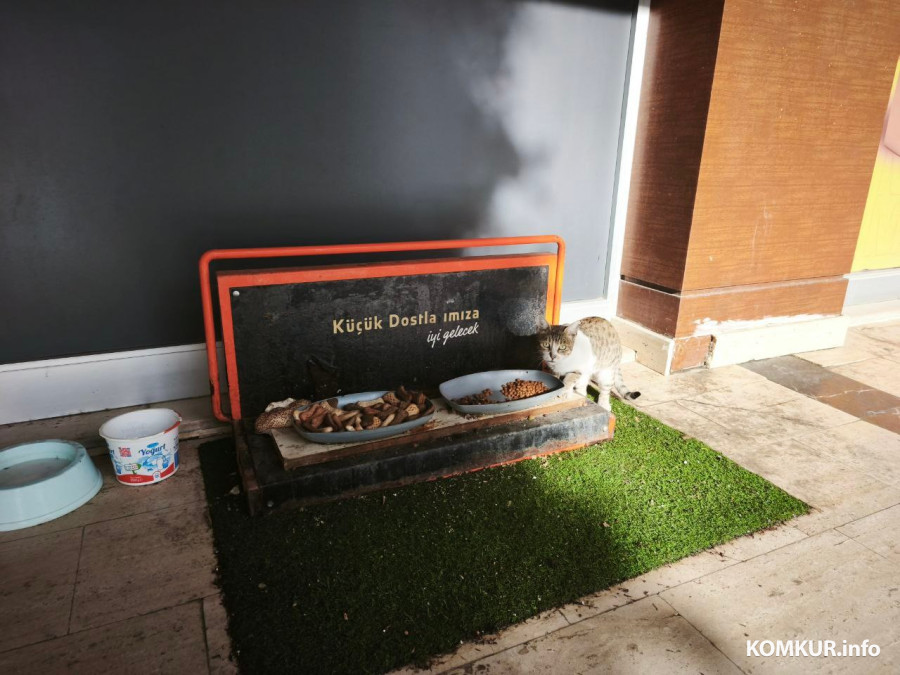 Октябрь 2025 г. Махмутлар, Турция