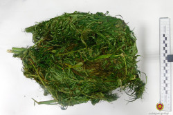 Двое бобруйчан запаслись дикорастущей коноплей и оказались в суде