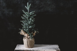 Елка из Instagram: мошенники «развели» жительницу Гродненской области на 400 рублей