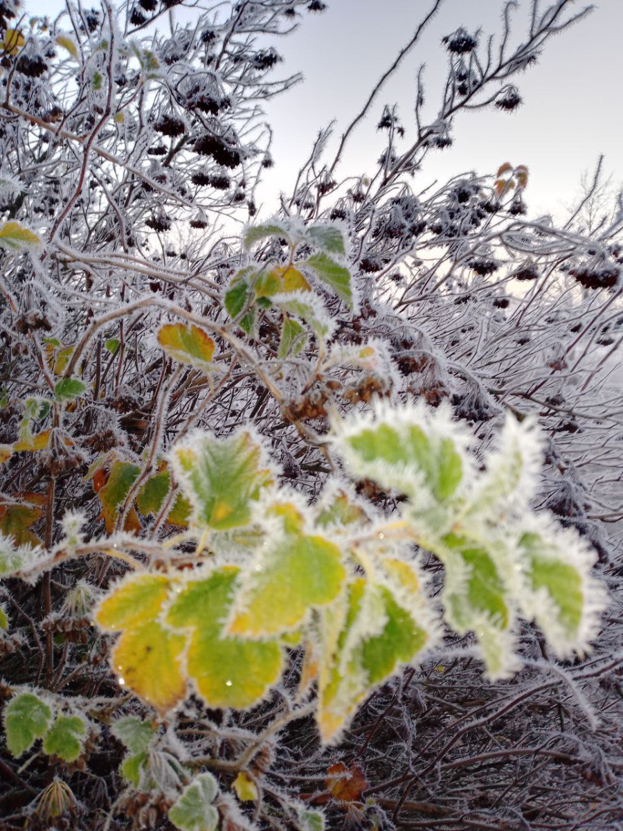 16.11.2025 г. Могилев. Морозное утро в парке у Святого озера