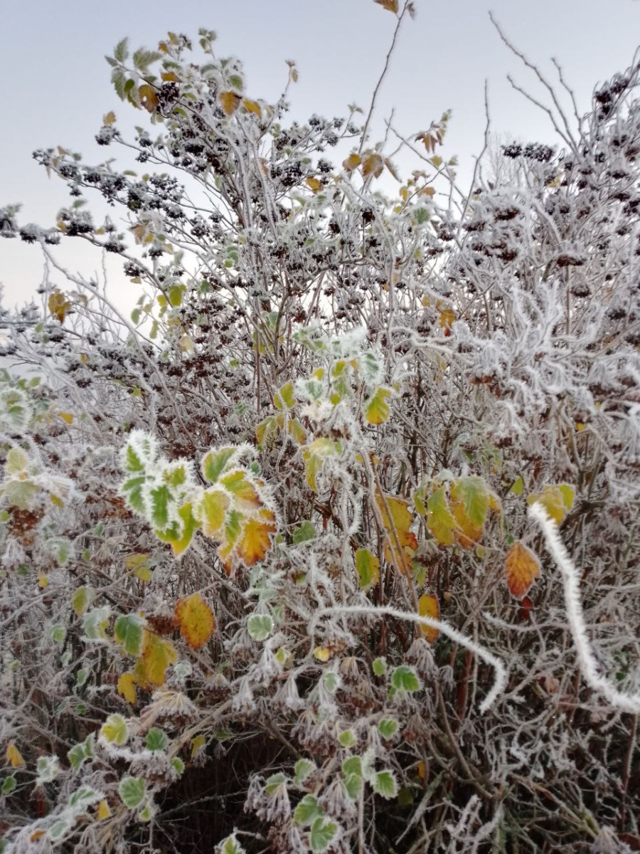 16.11.2025 г. Могилев. Морозное утро в парке у Святого озера
