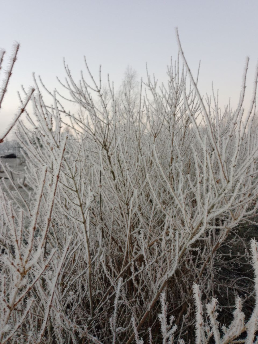 16.11.2025 г. Могилев. Морозное утро в парке у Святого озера