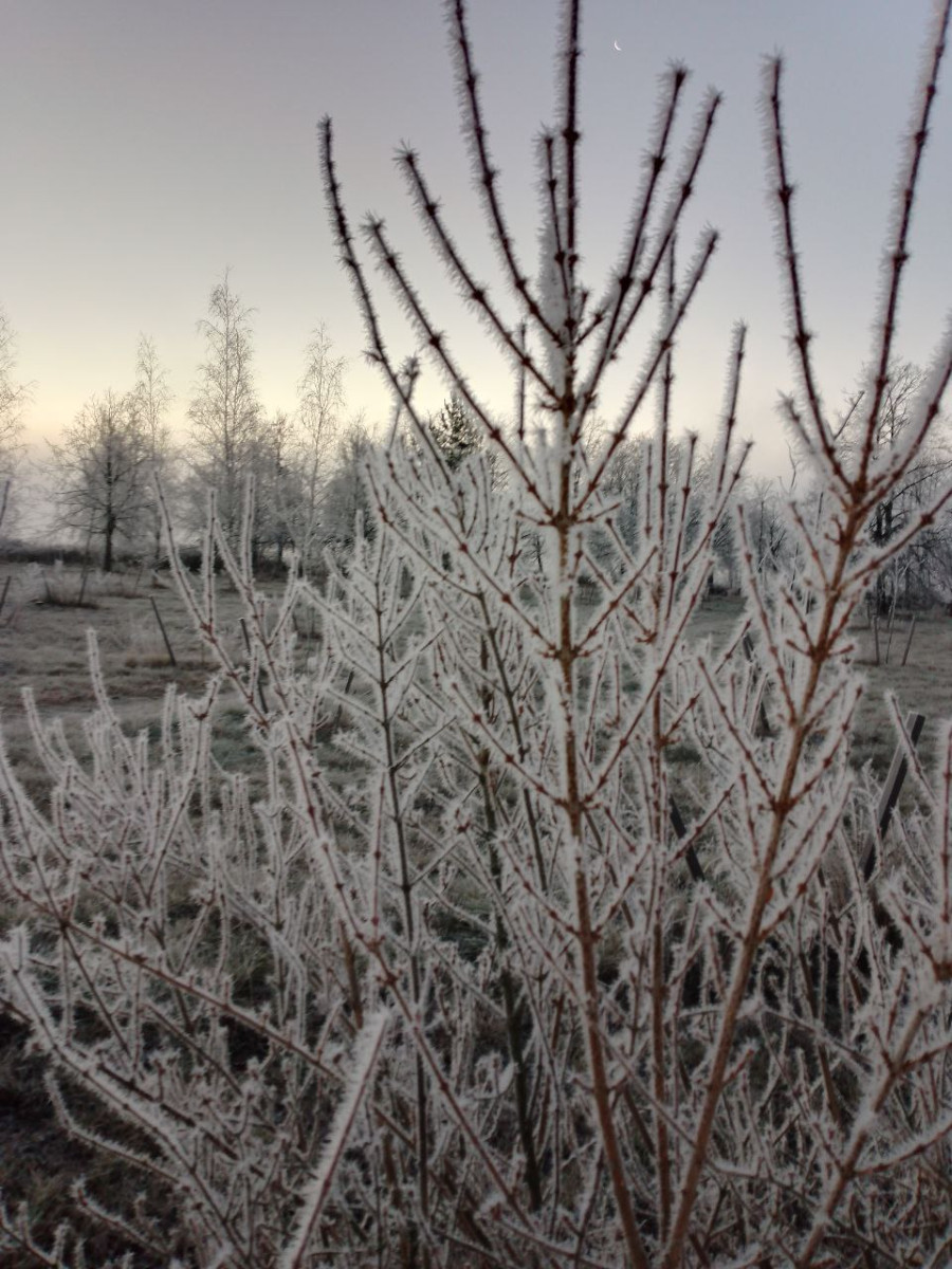 16.11.2025 г. Могилев. Морозное утро в парке у Святого озера