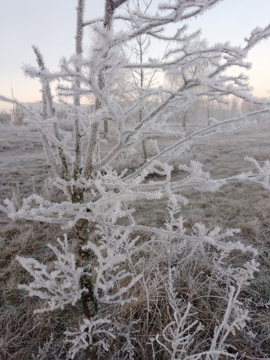 16.11.2025 г. Могилев. Морозное утро в парке у Святого озера