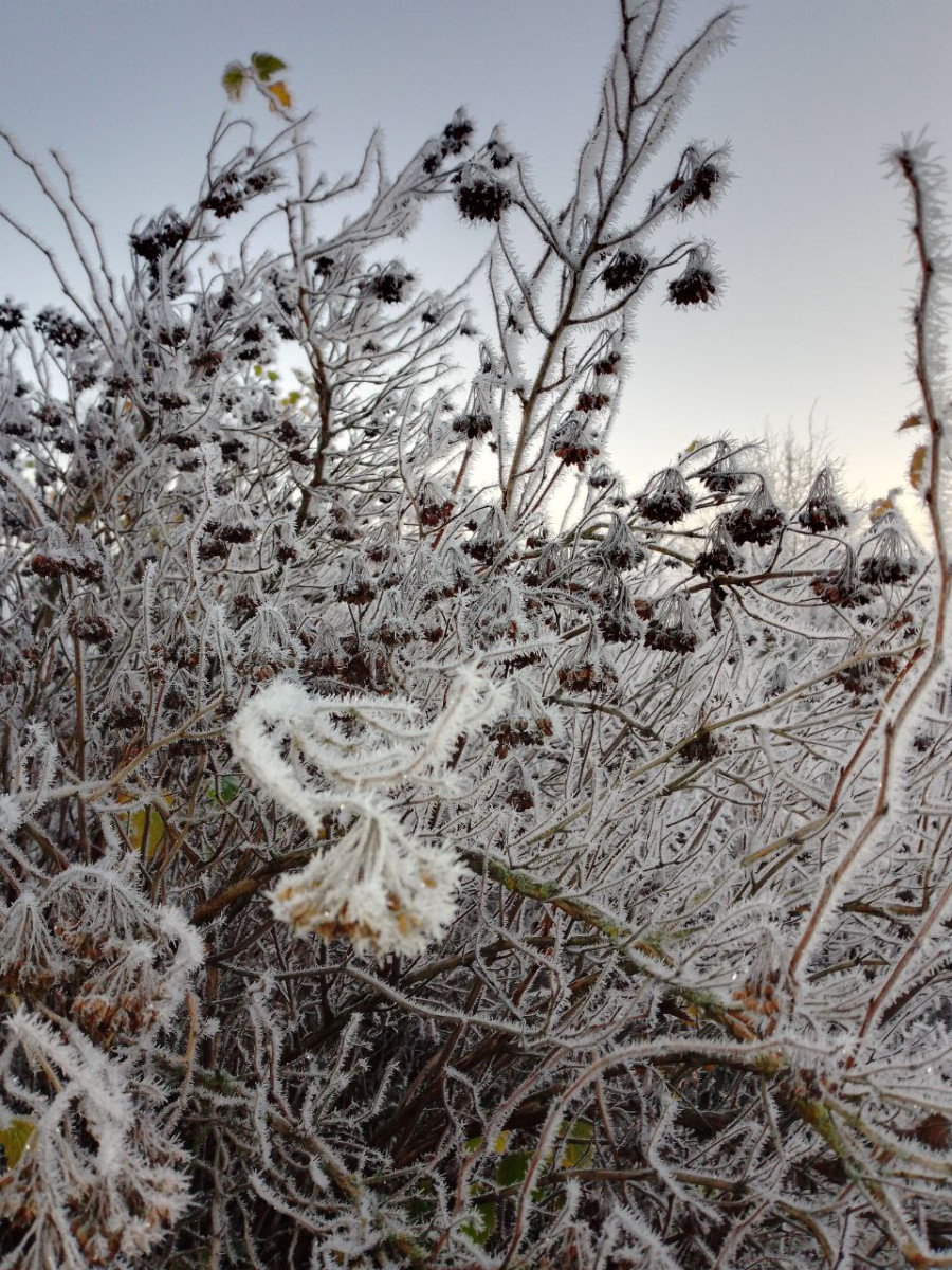 16.11.2025 г. Могилев. Морозное утро в парке у Святого озера