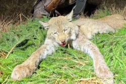 Впервые за последние 40 лет в Беларуси добыли трофей рыси