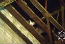 Бобруйские спасатели помогли котенку спуститься на землю