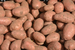 В Беларуси изменили ГОСТ по картофелю: теперь в продаже не должно быть клубней размером менее 4,5 сантиметров