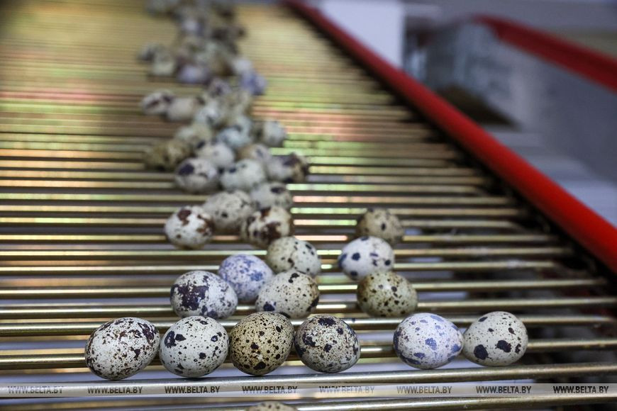 Лукашенко призвал внедрить в школьное питание перепелиные яйца 