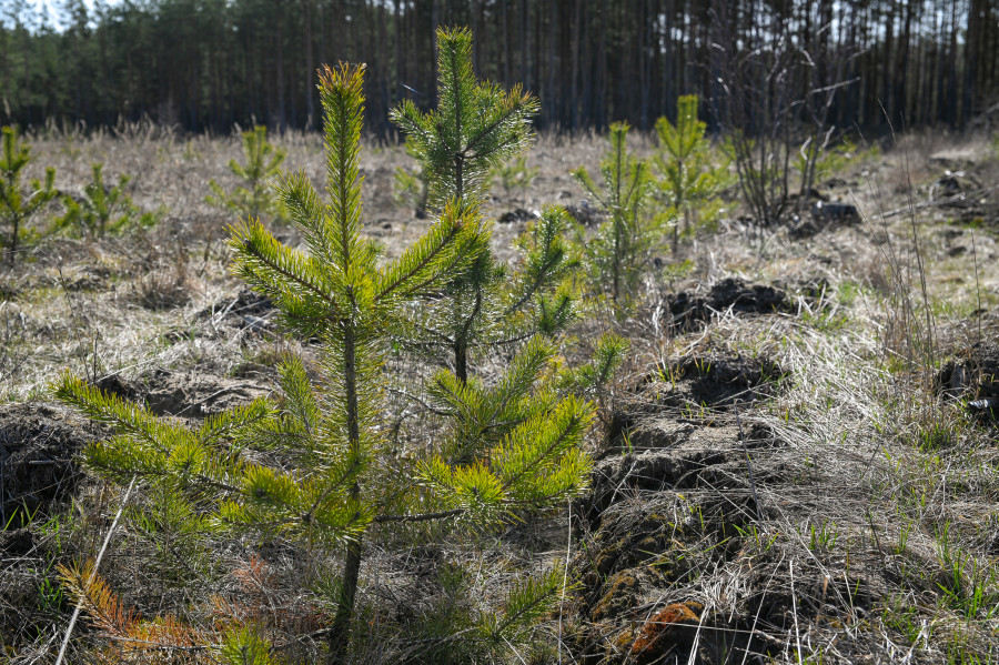 Акция «Дай лесу новае жыццё!» стартует в Беларуси 11 октября