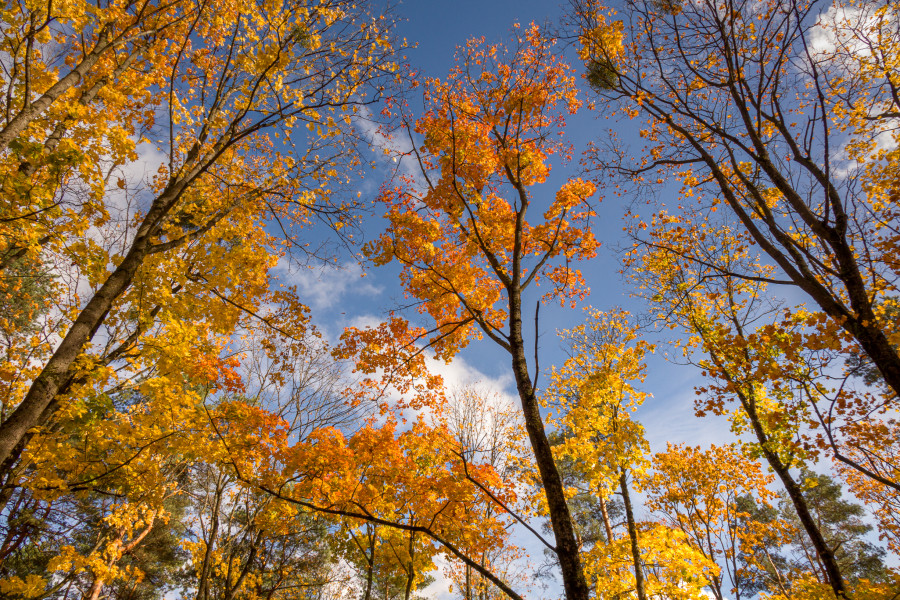 Осеннее солнце сквозь облака. Прогноз погоды на неделю с 27 октября по 2 ноября