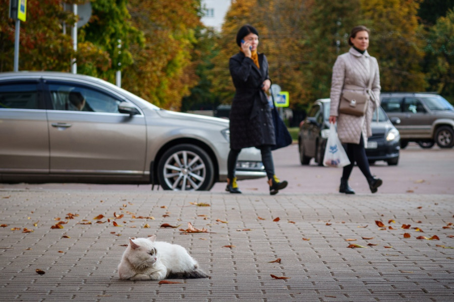 Белстат о населении страны: 7,18 миллиона – жители городов