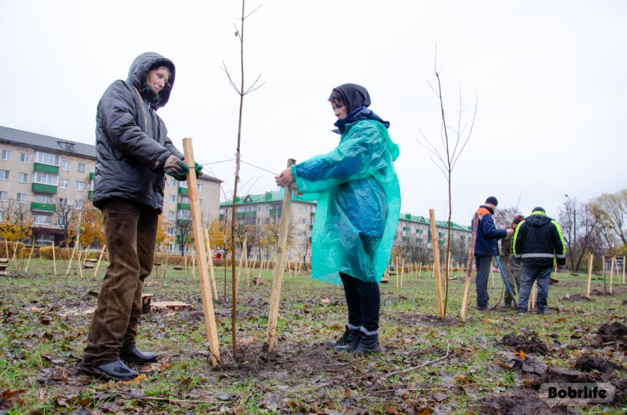 У стадиона имени Прокопенко в Бобруйске высадили клёны: как прошел республиканский субботник