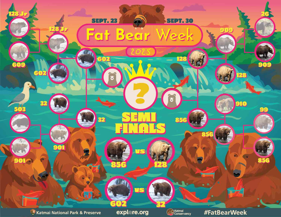 Финалисты конкурса Fat Bear Week («Неделя толстого медведя») под своими учетными номерами.