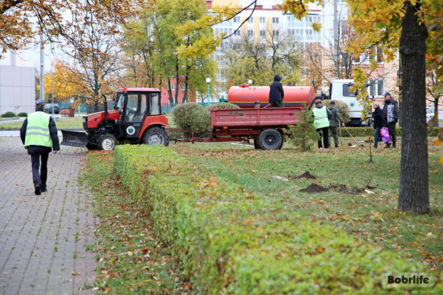 11 октября 2025 года. На Привокзальной площади Бобруйска высадили рябины. Фото: bobrlife.by.