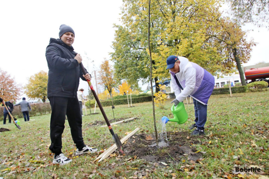11 октября 2025 года. На Привокзальной площади Бобруйска высадили рябины. Фото: bobrlife.by.