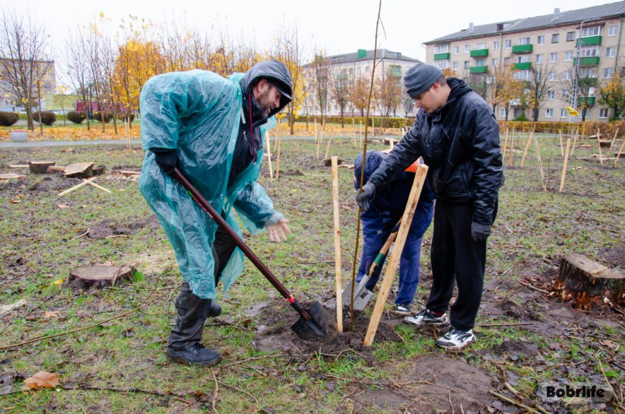 25 октября 2025 года. Республиканский субботник. В Бобруйске у стадиона имени Прокопенко в Бобруйске высадили клёны. Фото: bobrlife.by.