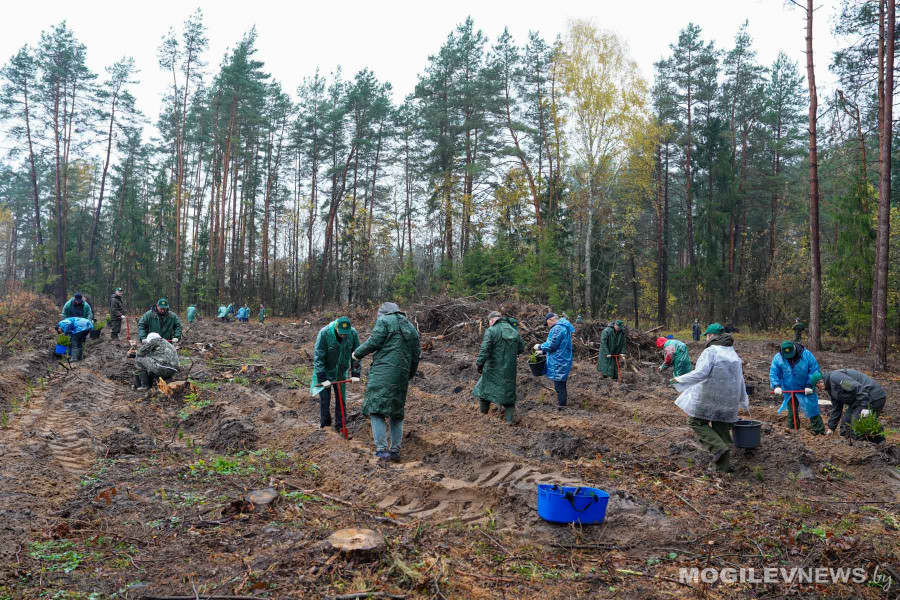 25 октября 2025 года. Республиканский субботник. 10 000 сеянцев высадили представители областного руководства в Могилевском районе. Фото: mogilevnews.by.