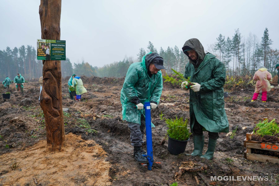 25 октября 2025 года. Республиканский субботник. 10 000 сеянцев высадили представители областного руководства в Могилевском районе. Фото: mogilevnews.by.
