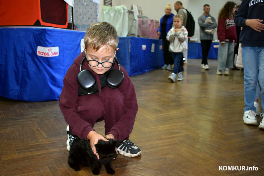 4 октября 2025 года. В бобруйском выставочном зале на Социалистической, 100 демонстрируют породистых кошек, котов и котят. Дети и мэйн-кун.