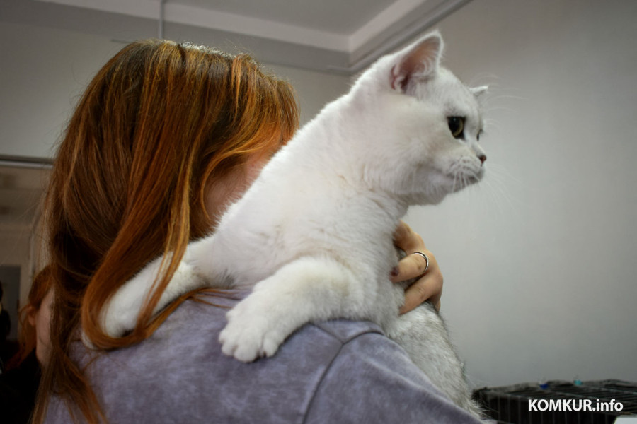 4 октября 2025 года. В бобруйском выставочном зале на Социалистической, 100 демонстрируют породистых кошек, котов и котят. Коржик.