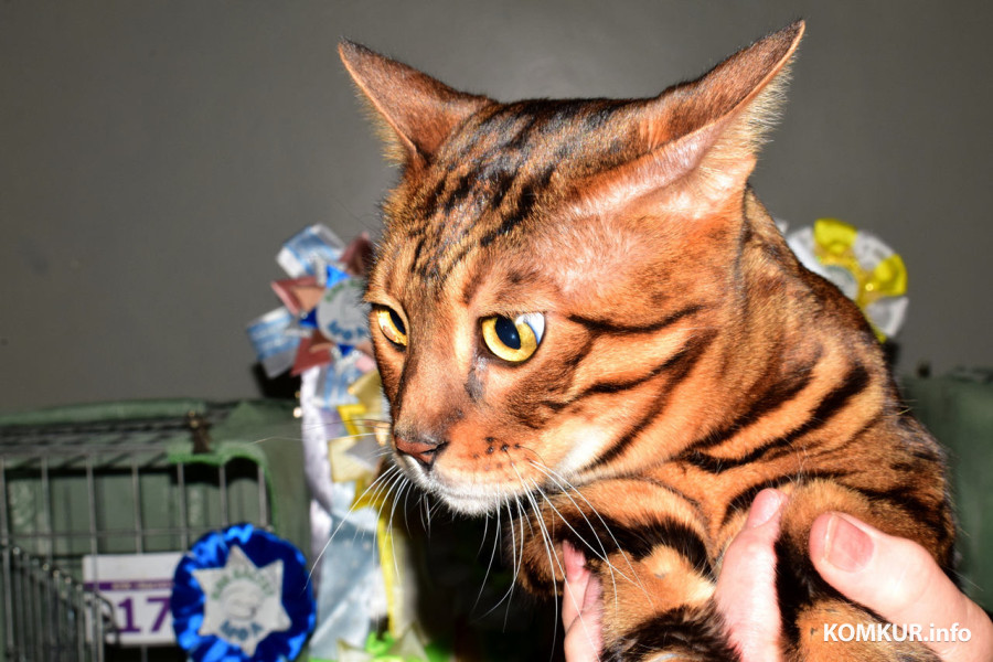 4 октября 2025 года. В бобруйском выставочном зале на Социалистической, 100 демонстрируют породистых кошек, котов и котят.