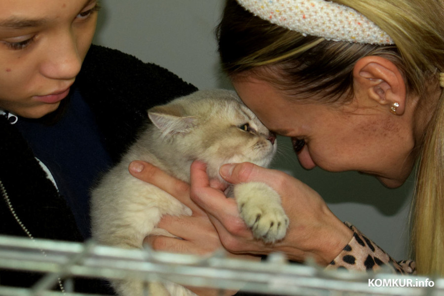 4 октября 2025 года. В бобруйском выставочном зале на Социалистической, 100 демонстрируют породистых кошек, котов и котят.