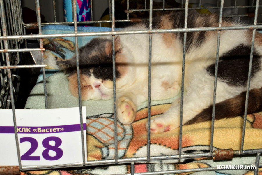 4 октября 2025 года. В бобруйском выставочном зале на Социалистической, 100 демонстрируют породистых кошек, котов и котят. Экзотическая Карамелька.