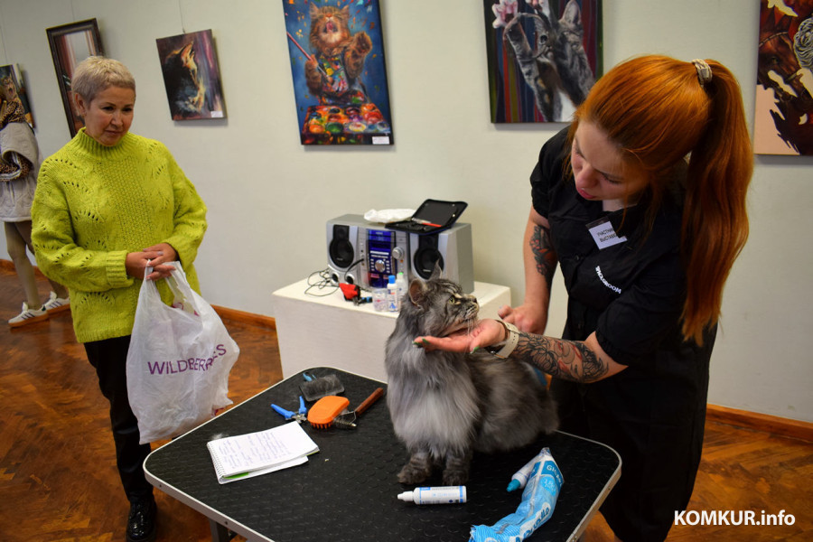 4 октября 2025 года. В бобруйском выставочном зале на Социалистической, 100 демонстрируют породистых кошек, котов и котят.