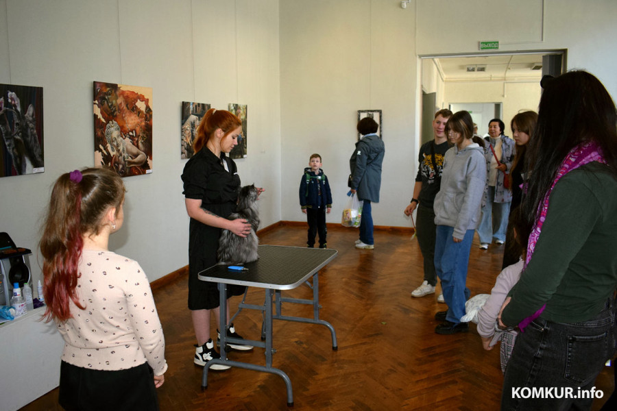 4 октября 2025 года. В бобруйском выставочном зале на Социалистической, 100 демонстрируют породистых кошек, котов и котят.