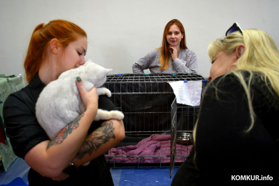 4 октября 2025 года. В бобруйском выставочном зале на Социалистической, 100 демонстрируют породистых кошек, котов и котят.