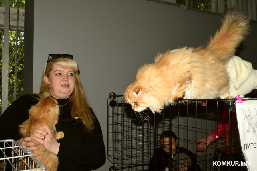 4 октября 2025 года. В бобруйском выставочном зале на Социалистической, 100 демонстрируют породистых кошек, котов и котят. Варя на охоте.