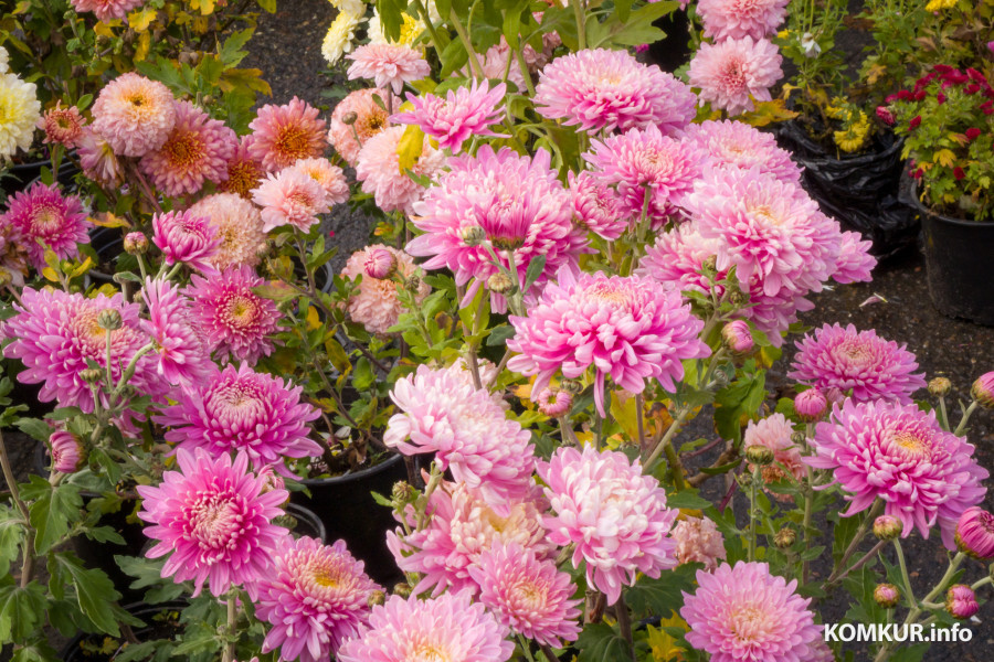 26.10.2025. Улица Горького. Сельскохозяйственная ярмарка «Золотая осень».