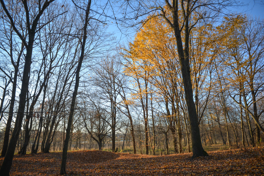 Мокрый снег и северные ветры: прогноз погоды в Беларуси на неделю с 17 по 23 ноября