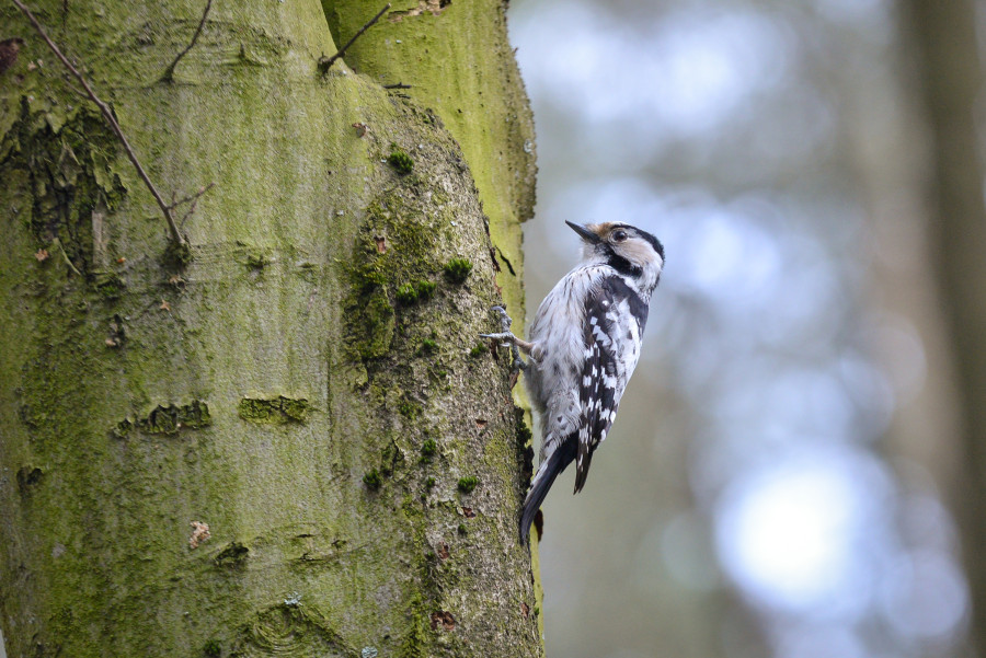 Настоящая зима пока откладывается. Прогноз погоды в Беларуси на неделю с 1 по 7 декабря