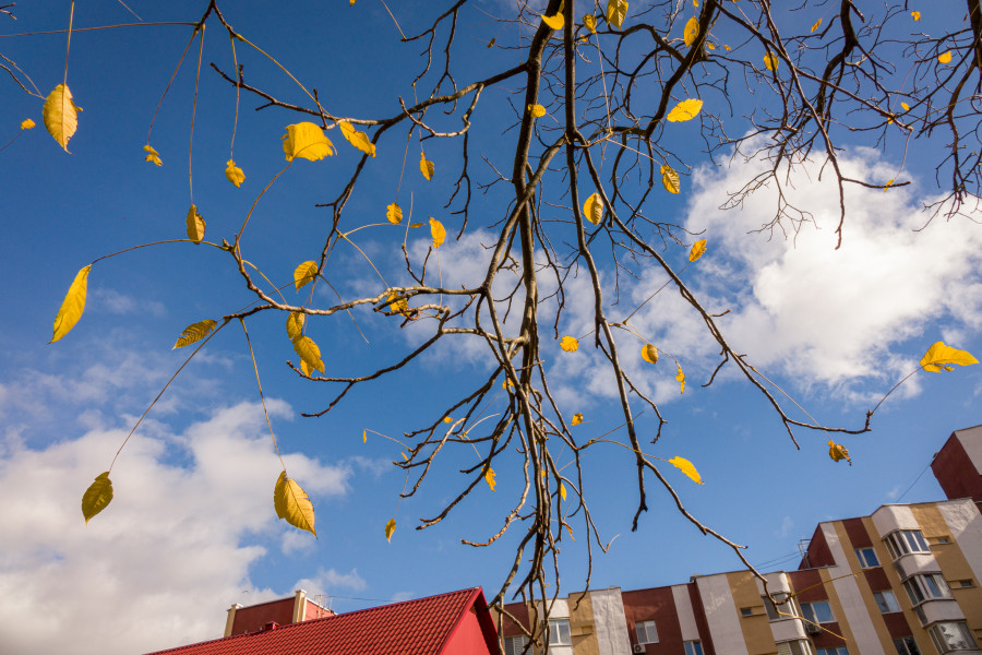 Северные ветра несут похолодание. Прогноз погоды на неделю с 10 по 16 ноября