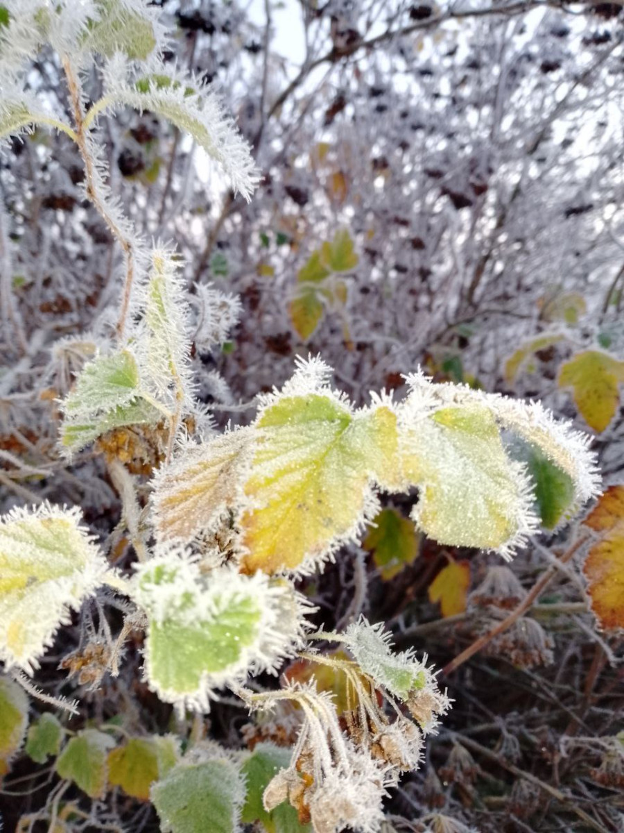 Морозное утро воскресенья, 16 ноября, в Могилеве: холодно, но красиво!
