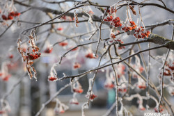 Холоднее всего было в Бобруйске. На метеостанции рассказали о морозе в ночь на воскресенье, 16 ноября