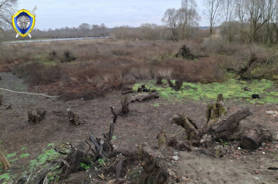 Уроженец Бобруйска спилил 186 деревьев в Светлогорском районе и оказался под следствием