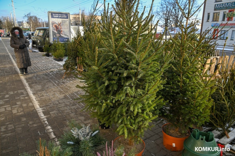 С 20 декабря в Бобруйске начинают работать ёлочные базары. Адреса