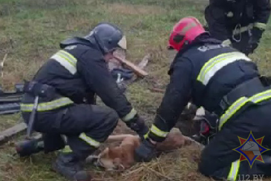 Бобруйские спасатели достали пса из ямы в Авиагородке (видео)