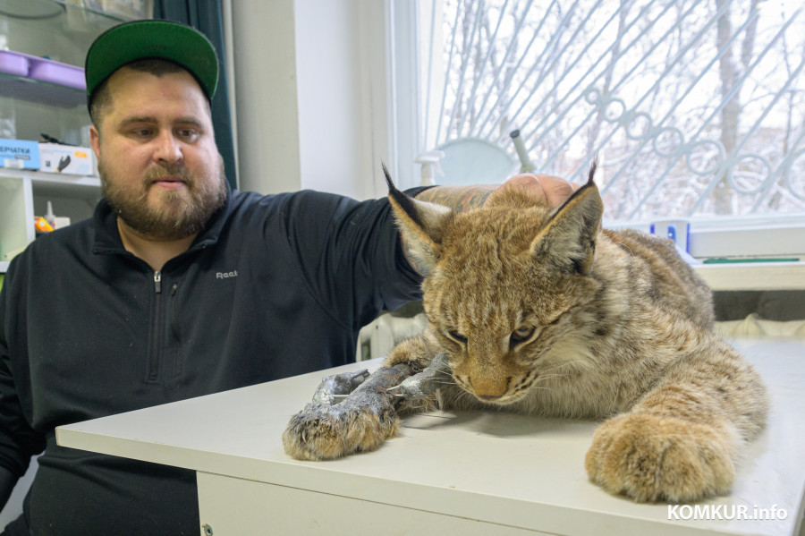 В Бобруйском районе из капкана спасли молодую рысь. Узнали, что дальше с животным