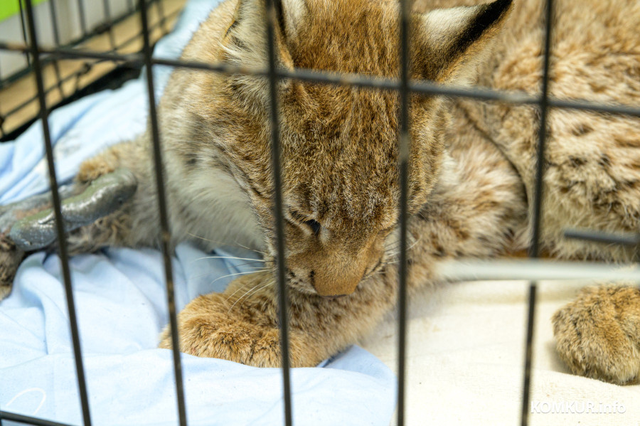 29.12.2025. Гагарина, 4. Ветеринарный врач Григорий Белягов сделал операцию попавшей в капкан рыси